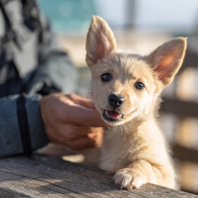 realistic lifestyle photo of a young puppy